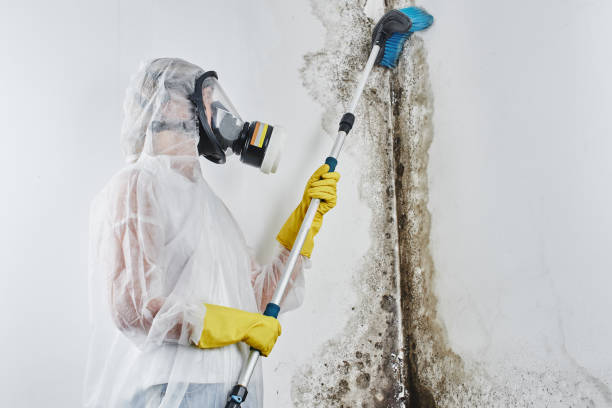 Best Insurance-Related Mold Remediation in Stone Mountain, GA