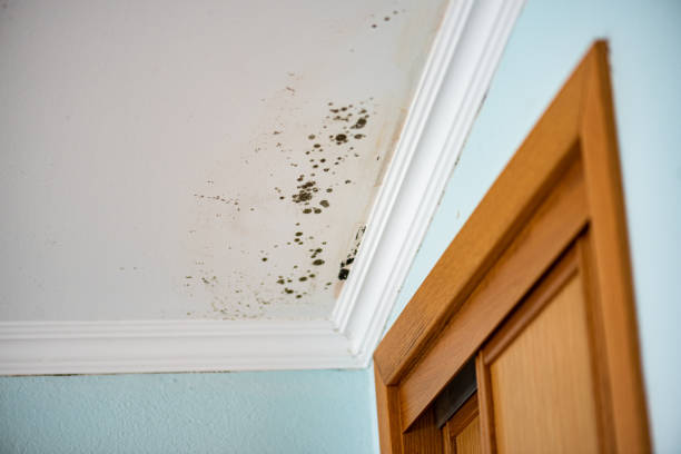 Best Residential Mold Remediation in Stone Mountain, GA
