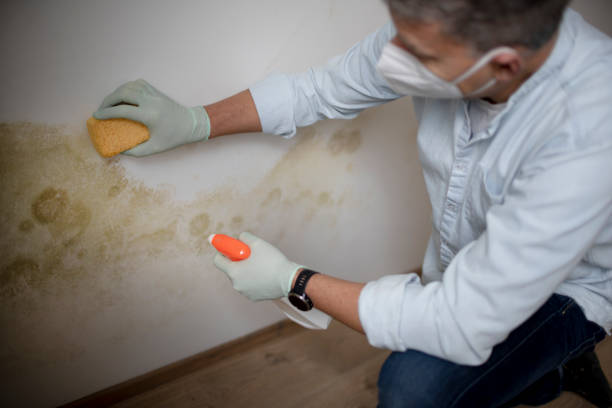 Best Residential Mold Remediation in Stone Mountain, GA