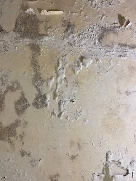 Best Mold Remediation for Schools in Stone Mountain, GA