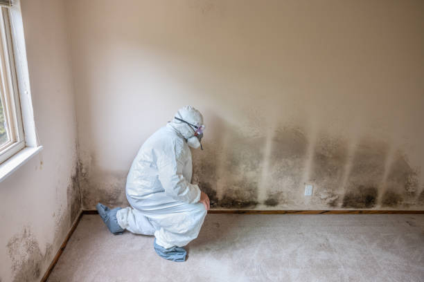 Best Commercial Mold Remediation in Stone Mountain, GA