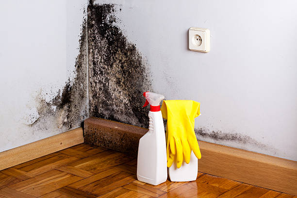 Best Commercial Mold Remediation in Stone Mountain, GA