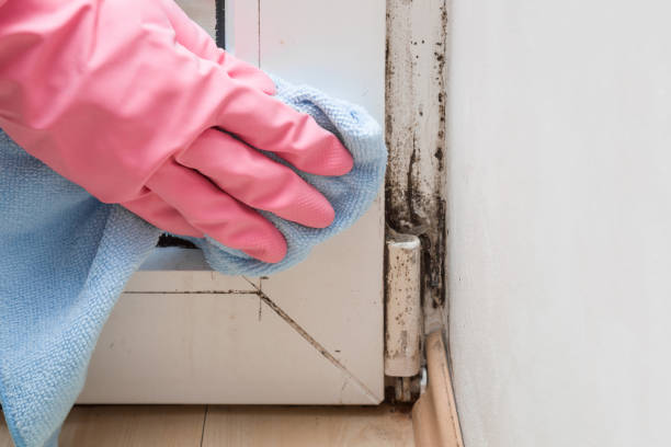 Best Industrial Mold Remediation in Stone Mountain, GA